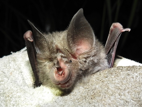 Rüppell's horseshoe bat