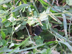 Melanchroia chephise