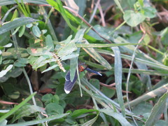 Melanchroia chephise