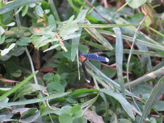 Melanchroia chephise