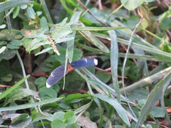 Melanchroia chephise