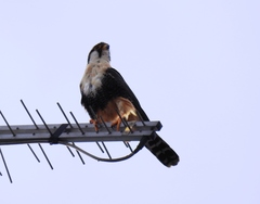 Falco femoralis