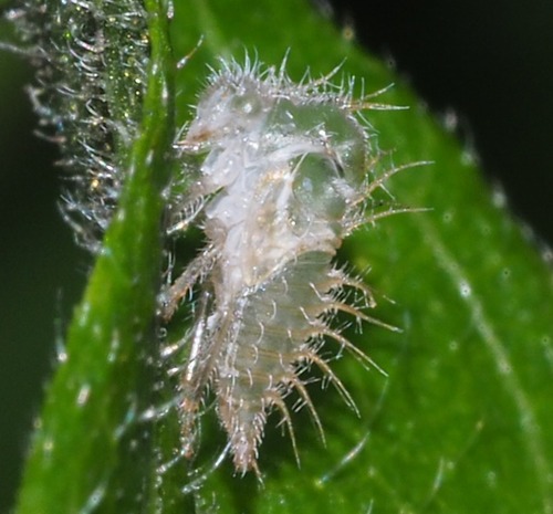 アリカツギツノゼミ (Cyphonia clavata) · iNaturalist