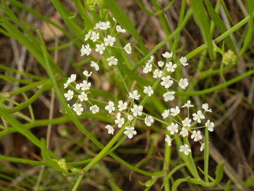 prairie bishop (Bifora americana)