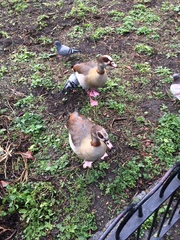 Alopochen aegyptiaca