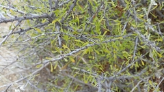 Condalia spathulata