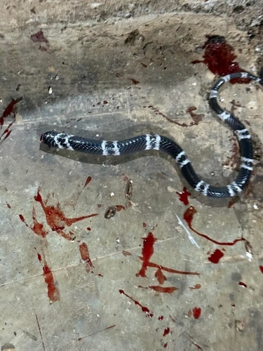 Malayan Krait