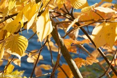 Aurantioporthe corni