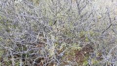 Condalia spathulata