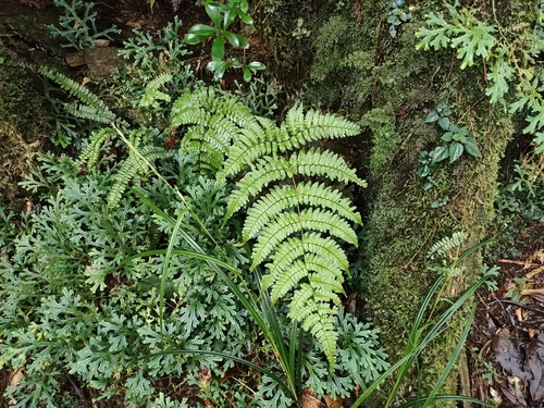 Dryopteris ryo-itoana iNat (1)