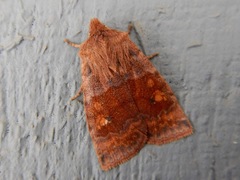 Eupsilia tristigmata