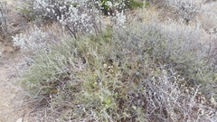 Condalia spathulata
