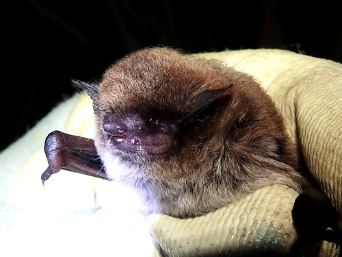 Banana Serotine