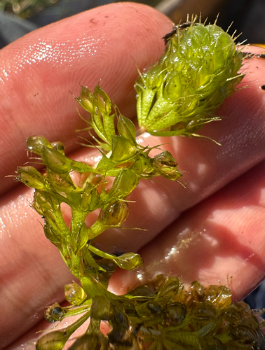 Aldrovanda vesiculosa, photograph 3