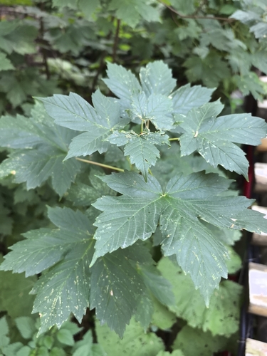 Heldreich's Maple (Acer heldreichii)