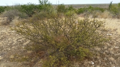 Vachellia vernicosa