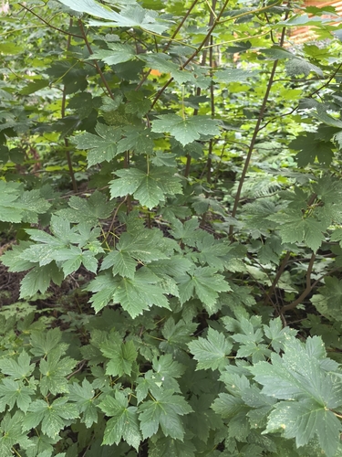 Acer heldreichii, photograph 2