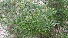 Fraxinus greggii