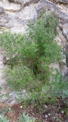 Fraxinus greggii