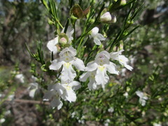 Prostanthera nivea