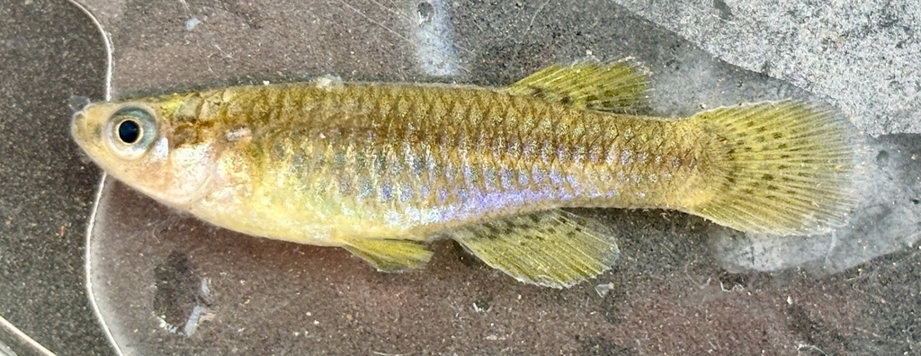 Cental east african lampeye (Lacustricola centralis) — Poeciliidae