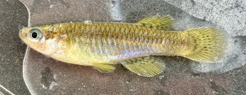 Cental east african lampeye (Lacustricola centralis) — Poeciliidae