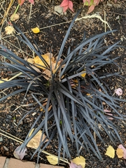 Ophiopogon planiscapus