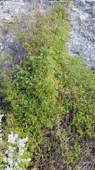 Serjania brachycarpa