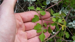 Serjania brachycarpa