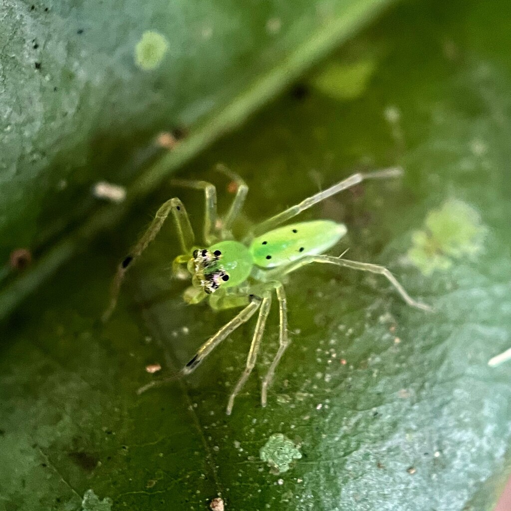 Onomastus nigrimaculatus