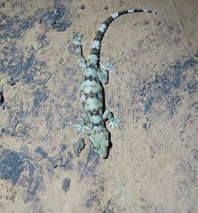 Hemidactylus depressus