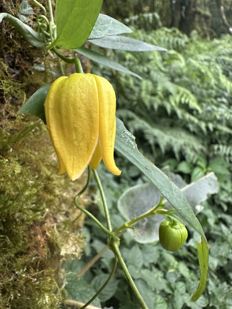 Clematis pseudootophora