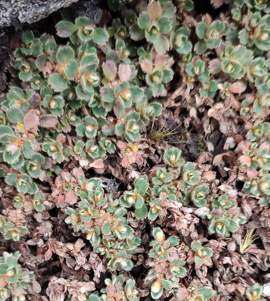 Alchemilla subnivalis
