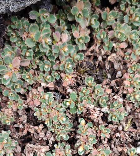 Alchemilla subnivalis