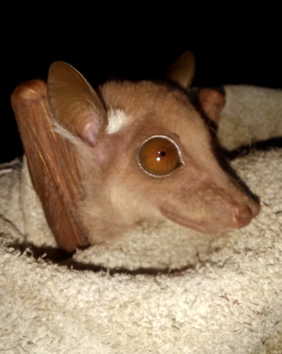 Ethiopian Epauletted Fruit Bat