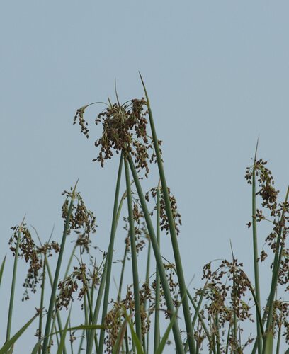 Grey club-rush (Schoenoplectus tabernaemontani)