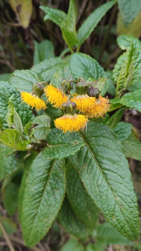 Crassocephalum ducis-aprutii
