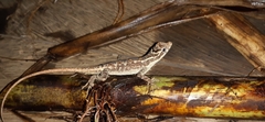 Anolis lyra