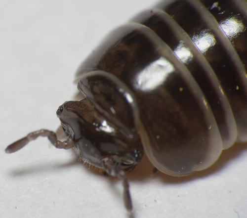 Common Pill Millipede, photo 5 of 7