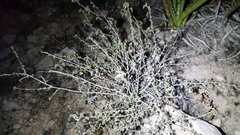 Ayenia microphylla