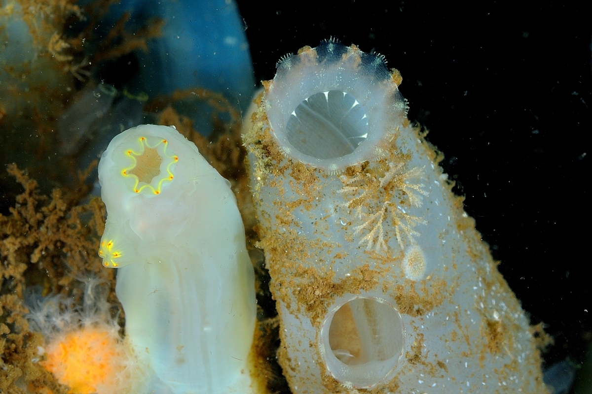Ascidiella aspersa (Müller, 1776)
