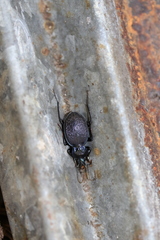 Sphaeroderus stenostomus lecontei