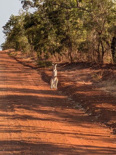 Antilopine Wallaroo
