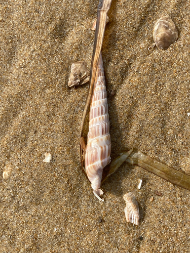 Duplicaria dussumierii observed 2025-08-02