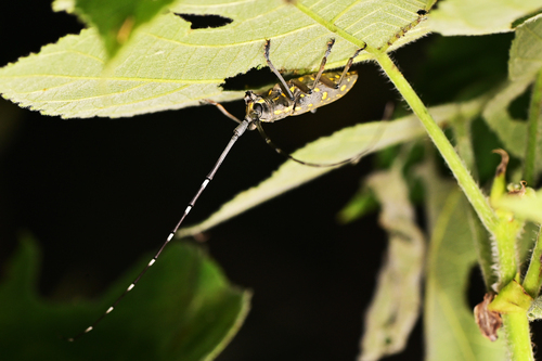 Yellow-spotted Longicorn Beetle