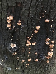 Deconica horizontalis