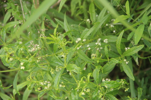 Rubia jesoensis iNat (2)