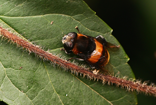 Phytomia zonata