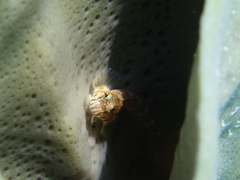 Entomacrodus nigricans