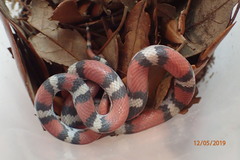 Cemophora coccinea copei